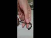 Brutal insertion porn features amateur dude at home sliding long metal hook into his dickhead